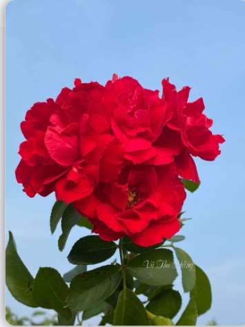 yến hầu trở về